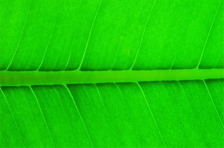 structure of leaf natural background Stock Photo - Budget Royalty-Free & Subscription, Code: 400-05323545