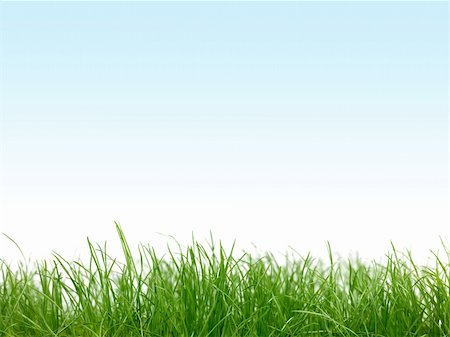 simsearch:400-04324218,k - Green grass isolated against a blue sky Photographie de stock - Aubaine LD & Abonnement, Code: 400-05323625