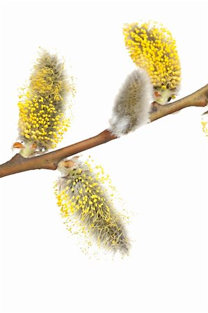 Pussy- willow in bloom on white background Photographie de stock - Aubaine LD & Abonnement, Code: 400-05323731