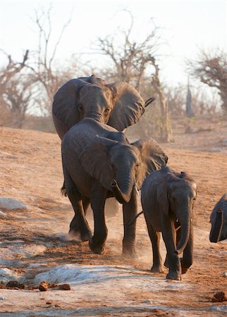 simsearch:400-04974272,k - Herd of Large African elephants (Loxodonta Africana) in savanna in Botswana Fotografie stock - Microstock e Abbonamento, Codice: 400-05334117