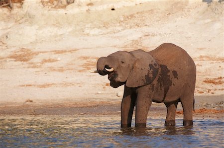 simsearch:400-04378395,k - Large African elephant (Loxodonta Africana) standing in the river in Botswana Stock Photo - Budget Royalty-Free & Subscription, Code: 400-05334118
