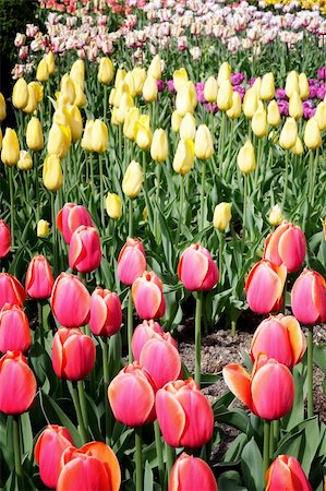 simsearch:400-07169748,k - Beautiful spring tulips Photographie de stock - Aubaine LD & Abonnement, Code: 400-05334122