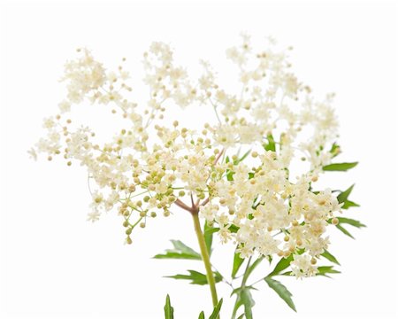 elder blossom - elder flowers Stock Photo - Budget Royalty-Free & Subscription, Code: 400-05334221