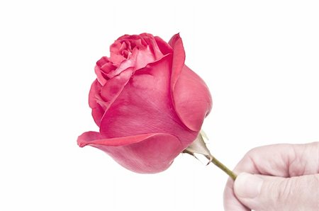 Presenting a red rose to a loved one Stock Photo - Budget Royalty-Free & Subscription, Code: 400-05334256