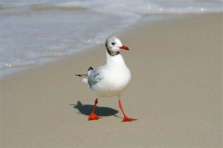 seagull white background - Seagull on the beach Stock Photo - Budget Royalty-Free & Subscription, Code: 400-05334348