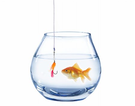 simsearch:400-04545787,k - gold fish and artificial fly on white background Stock Photo - Budget Royalty-Free & Subscription, Code: 400-05334415