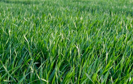 Natural Background of Fresh Green Grass Stock Photo - Budget Royalty-Free & Subscription, Code: 400-05334503
