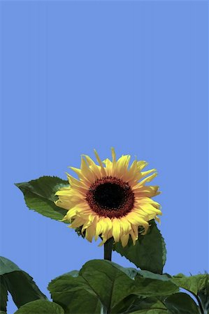 pic of one sunflower and stem - a tall sunflower against a beautiful blue sky Stock Photo - Budget Royalty-Free & Subscription, Code: 400-05334518