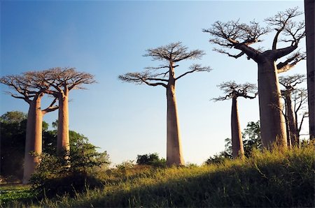 simsearch:400-07715470,k - Baobab trees in Morondava, Madagascar. Stock Photo - Budget Royalty-Free & Subscription, Code: 400-05334532