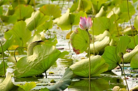 simsearch:400-06556988,k - Photo of lotus flowers Stock Photo - Budget Royalty-Free & Subscription, Code: 400-05334569