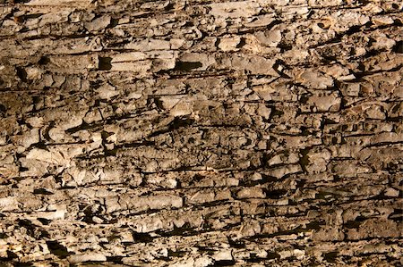 the bark of the tree in the entire frame of the Stock Photo - Budget Royalty-Free & Subscription, Code: 400-05334576