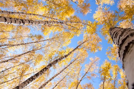 fall aspen leaves - The morning fog lays down on the earth and a sunlight Stock Photo - Budget Royalty-Free & Subscription, Code: 400-05334573