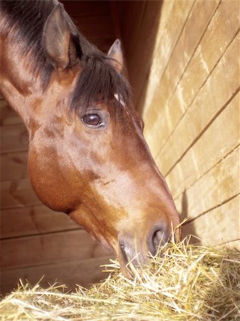 simsearch:400-04323874,k - eating horse in loose-box Foto de stock - Royalty-Free Super Valor e Assinatura, Número: 400-05334607