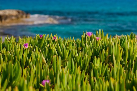 Pink flowers on the seashore in Cyprus Fotografie stock - Microstock e Abbonamento, Codice: 400-05334603