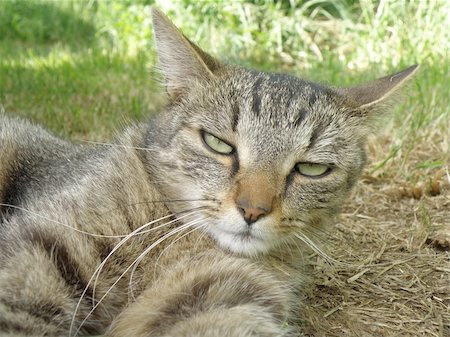 simsearch:400-04854888,k - detail portrait of a cat on green grass Foto de stock - Super Valor sin royalties y Suscripción, Código: 400-05334626