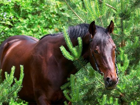 portrait of bay horse in pine tree Foto de stock - Super Valor sin royalties y Suscripción, Código: 400-05334771