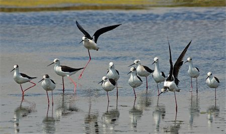 knights of italy birds team on the lake surface Foto de stock - Super Valor sin royalties y Suscripción, Código: 400-05334884