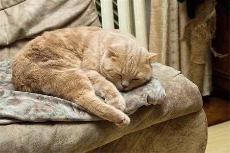 cat sleeping by sofa Scottish  fold cat Photographie de stock - Aubaine LD & Abonnement, Code: 400-05334881