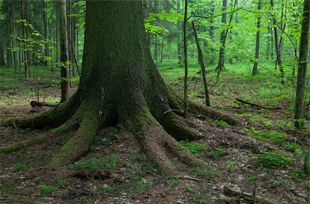 Old spruce tree in foreground with and deciduous stand in background Stock Photo - Budget Royalty-Free & Subscription, Code: 400-05335203