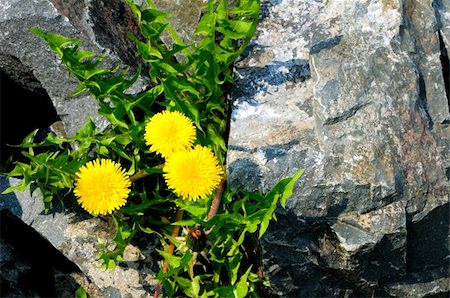 simsearch:400-04428532,k - Dandelion blooming in the spring among the rocks Photographie de stock - Aubaine LD & Abonnement, Code: 400-05335243
