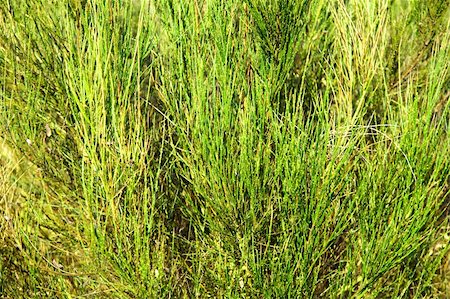 close-up of bright vivid wild bushes Foto de stock - Royalty-Free Super Valor e Assinatura, Número: 400-05335306