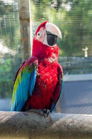 A Beautiful Macaw parrot in a cage Foto de stock - Super Valor sin royalties y Suscripción, Código: 400-05335400