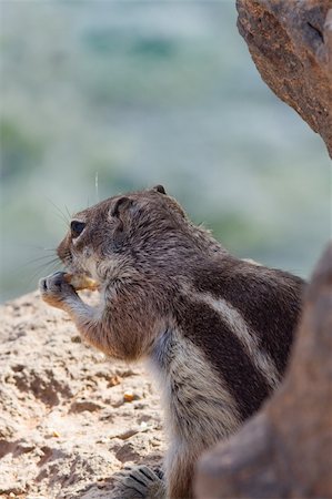 Ground Squirrel from Africa now breeding in Fuerteventura Stock Photo - Budget Royalty-Free & Subscription, Code: 400-05335446