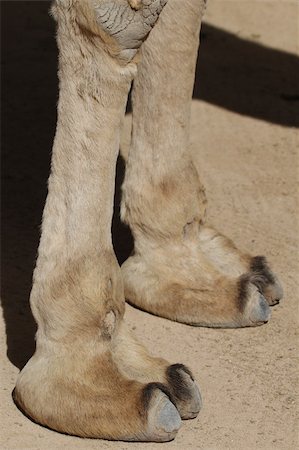 sahara camel - Camel feet closeup waiting for the next ride Stock Photo - Budget Royalty-Free & Subscription, Code: 400-05335533