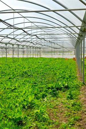 paolikphoto (artist) - Agricultural production in greenhouses. Stock Photo - Budget Royalty-Free & Subscription, Code: 400-05335549