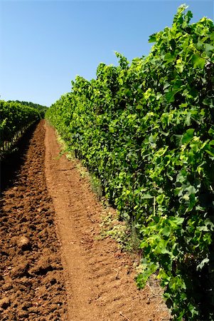 paolikphoto (artist) - Vineyard in summer Stock Photo - Budget Royalty-Free & Subscription, Code: 400-05335552