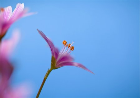 Pink flower on turquoise background (Lewisia cotyledon, Bitterod)) Stockbilder - Microstock & Abonnement, Bildnummer: 400-05335594