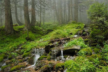 simsearch:400-04886689,k - creek in wild wet Carpathian forest Foto de stock - Super Valor sin royalties y Suscripción, Código: 400-05335606