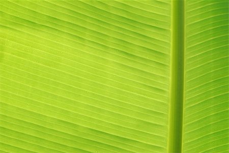 Banana leaf  background. Foto de stock - Super Valor sin royalties y Suscripción, Código: 400-05335658