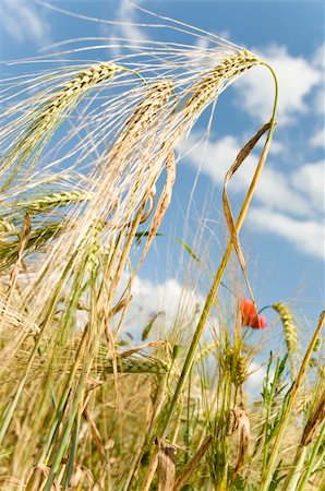 field of wheat with blue sky on background Stock Photo - Budget Royalty-Free & Subscription, Code: 400-05335651