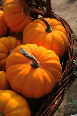 autumn pumpkins -- nice natural food background Photographie de stock - Aubaine LD & Abonnement, Code: 400-05335817