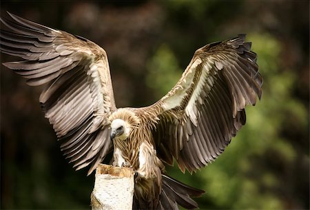 fauconnerie - Portrait of a Griffon Vulture in flight Photographie de stock - Aubaine LD & Abonnement, Code: 400-05335905