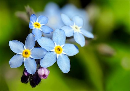 Beautiful and simple Myosotis, forget-me-not, blue and yellow flower: perfect floral background. Fotografie stock - Microstock e Abbonamento, Codice: 400-05335965