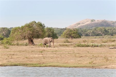 simsearch:400-04315148,k - Large Wild Male Elephant in national park; Sri Lanka Stock Photo - Budget Royalty-Free & Subscription, Code: 400-05336363