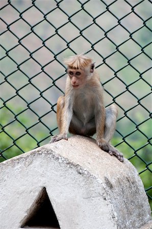 simsearch:400-06759758,k - Portrait of wild smart monkey with clever and calm look Stock Photo - Budget Royalty-Free & Subscription, Code: 400-05336375