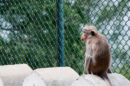 simsearch:400-06759758,k - Portrait of wild smart monkey with clever and calm look Stockbilder - Microstock & Abonnement, Bildnummer: 400-05336373