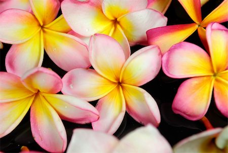 frangipani or plumeria tropical flower Stock Photo - Budget Royalty-Free & Subscription, Code: 400-05336449