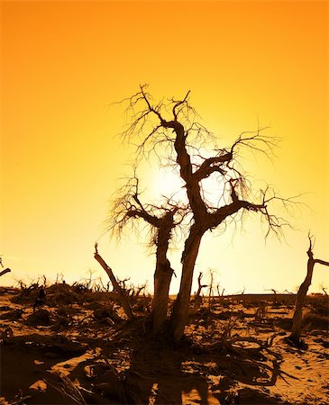 dry swamps - death tree against sunlight over sky background in sunset Stock Photo - Budget Royalty-Free & Subscription, Code: 400-05336454
