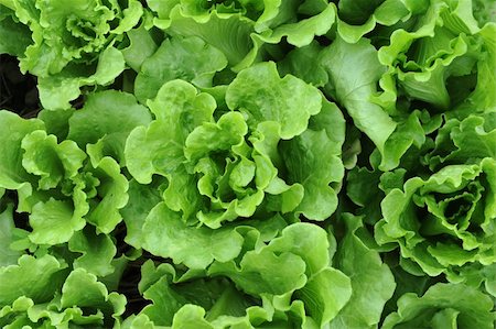 row of seeds - healthy lettuce growing in the soil Stock Photo - Budget Royalty-Free & Subscription, Code: 400-05336459