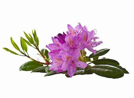 simsearch:400-04349386,k - Beautiful purple flowers in full bloom on white background Stockbilder - Microstock & Abonnement, Bildnummer: 400-05336595