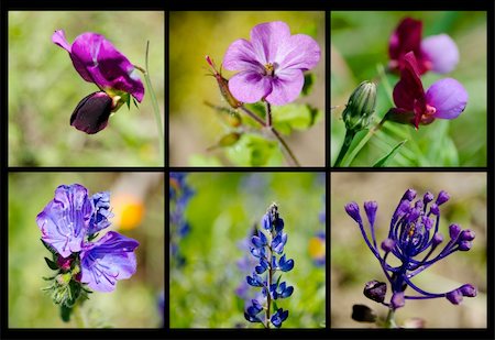 simsearch:400-05251521,k - Collage of blue and violet flowers of spring Photographie de stock - Aubaine LD & Abonnement, Code: 400-05336786