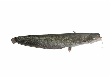 big catfish on white background Photographie de stock - Aubaine LD & Abonnement, Code: 400-05336789