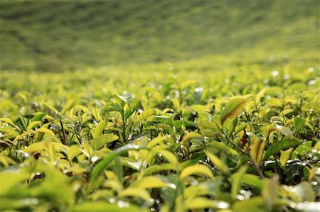 Cameron Highlands Tea Plantations Stock Photo - Budget Royalty-Free & Subscription, Code: 400-05336906