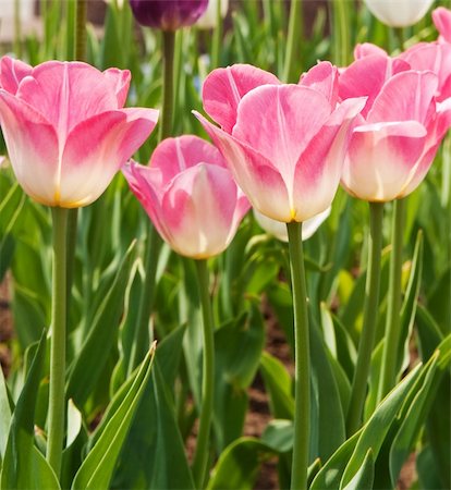 simsearch:400-06790189,k - flowers, tulips Stock Photo - Budget Royalty-Free & Subscription, Code: 400-05336914