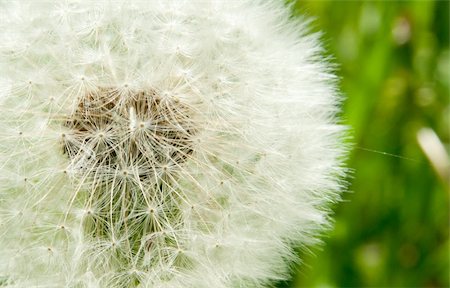 simsearch:700-00066683,k - white dandelion Photographie de stock - Aubaine LD & Abonnement, Code: 400-05336916