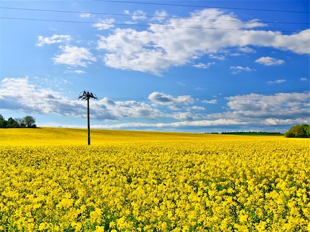 simsearch:400-09224451,k - Fresh yellow flowering oil-seed rape field under blue sky Stock Photo - Budget Royalty-Free & Subscription, Code: 400-05336972